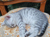 Scottish fold kittens