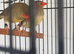 Stars and parrot finch