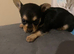 Small Chorkie pups for sale