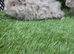 Boar guinea pigs
