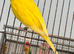 Young Indoor-Raised Budgies perfect pets Cheshire