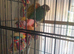 Pine apple  pair semi tamed conurs