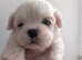 Stunning malshi puppy's