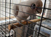 Cockatoo Glasgow