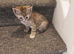 Half Bengal Kittens - READY NOW!
