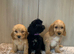 Cockapoos girls and boys