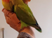Hand reared baby Lovebirds for sale.