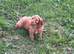 Cockapoo pups