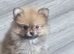 2 female pomeranian puppies