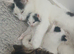 3 Beautiful kittens