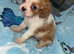Cavalier puppy