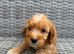 Cockapoo puppies for sale