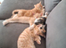 3 boy kittens