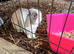 Friendly vaccinated male mini lop 14 months