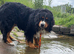 Beautiful Bernese Mountain dog