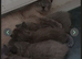 British shorthair kittens