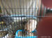 Available Coturnix quails standard size 1 x male and 4 females £30