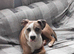 Staff x Bull mastiff for rehoming