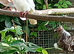 Java doves