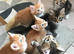 Beautiful playful kittens