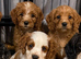 Cavapoo puppies
