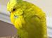 male Olive Green Spangle English budgie