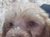 Adorable 8 puppies