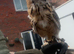 Male bengal eagle owl