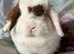 Adults and babies for sale pure bred mini lops