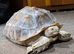 10 Year Old Sulcata Tortoise Experienced Home Required