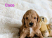 Adorable full DNA tested Cockerpoo puppies