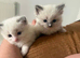 Ragdoll kittens