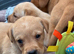 KC Labrador Retriever puppies