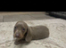 Miniature dachshunds