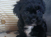 Beautiful little puppies