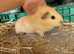 3 baby sows