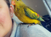 Rock pebbler - regent parrot