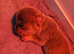 Pug litter