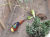 Golden pheasant for sale