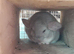 Beautiful baby beige male Chinchilla