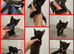 SPHYNX kittens ready to leave 6th June