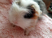 Part Texel Male single Guinea pig