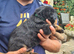 LARGE PURE BRED CHUNKY ROTTWEILER PUPPIES FOR SALE