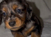 Miniature dachshund puppy’s