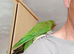 Pickle up for sale with cage and food