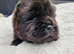 Show stopping DWKC chow chow pups
