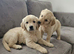 Golden retriever puppies
