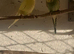 Budgies for sale