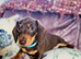 Beautiful Miniature Dachshund Boy