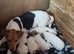 True to type jackrussell pups
